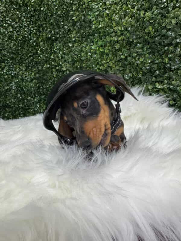 Dapple Mini Dachshund Male - Image 11