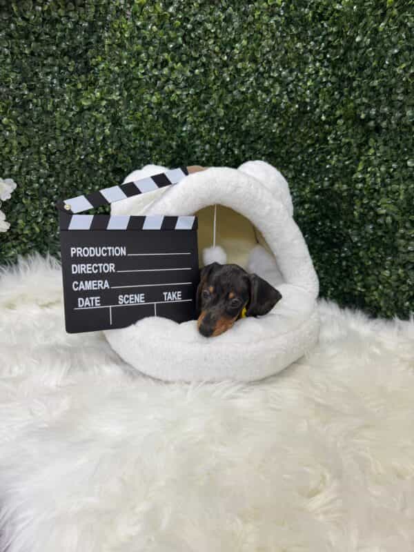 Dapple Mini Dachshund Male - Image 13