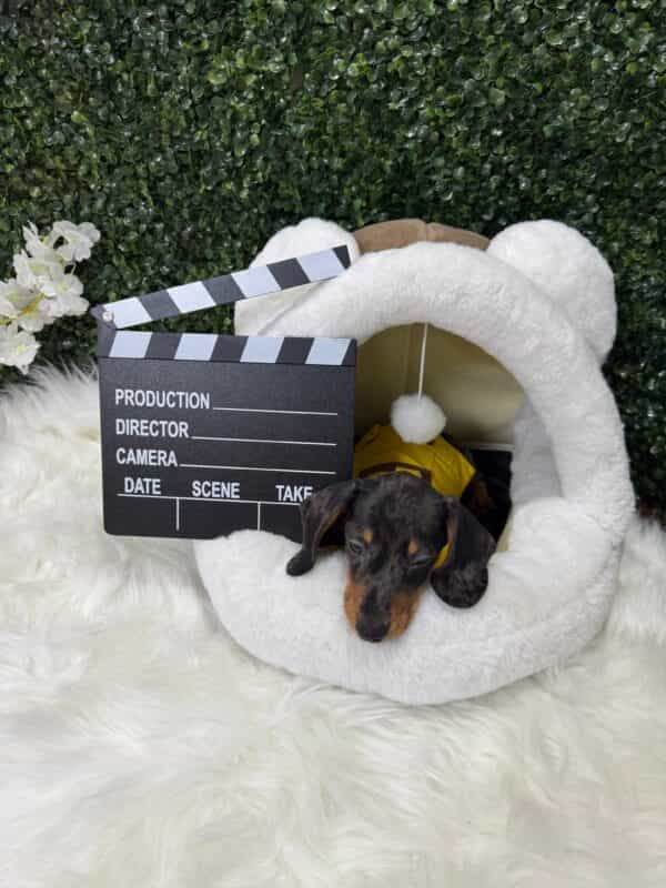 Dapple Mini Dachshund Male - Image 10