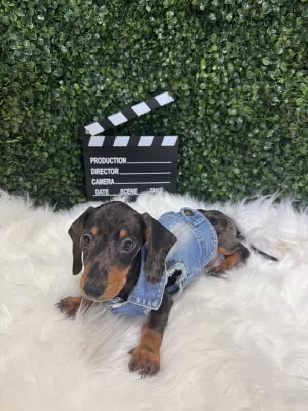 Dapple Mini Dachshund Male - Image 14