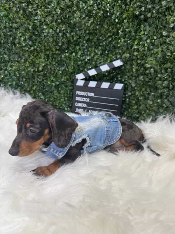 Dapple Mini Dachshund Male - Image 5