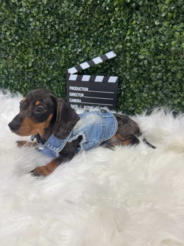 Dapple Mini Dachshund Male - Image 7