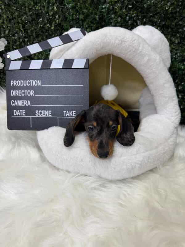 Dapple Mini Dachshund Male - Image 4