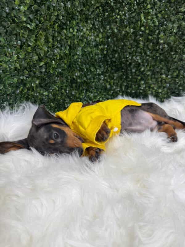 Dapple Mini Dachshund Male - Image 9