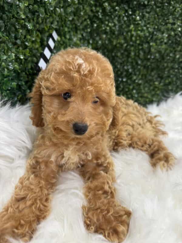 Mini Poodle Female - Image 9