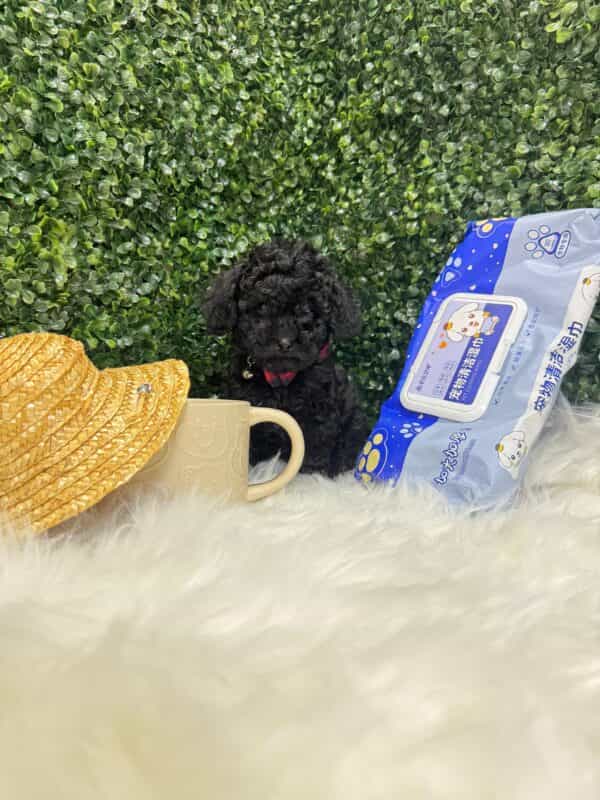 Toy Poodle Black - Image 10