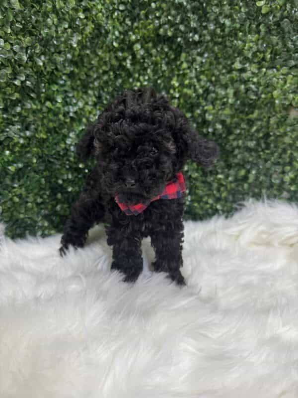 Toy Poodle Black - Image 11