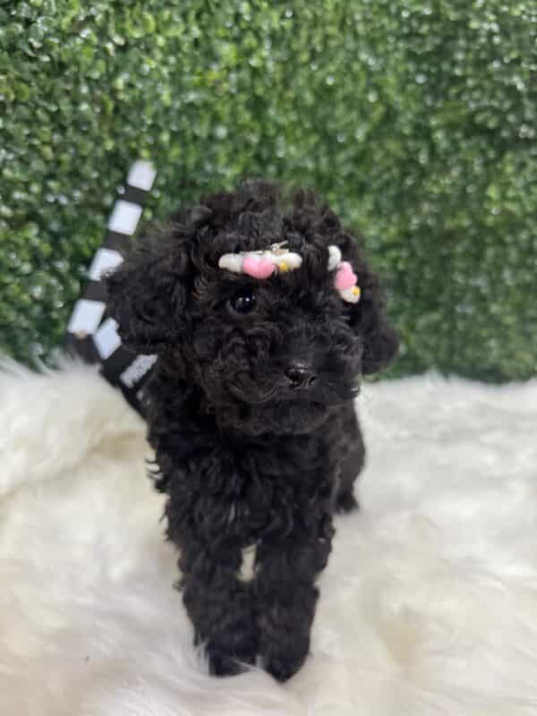 Toy Poodle Black - Image 9