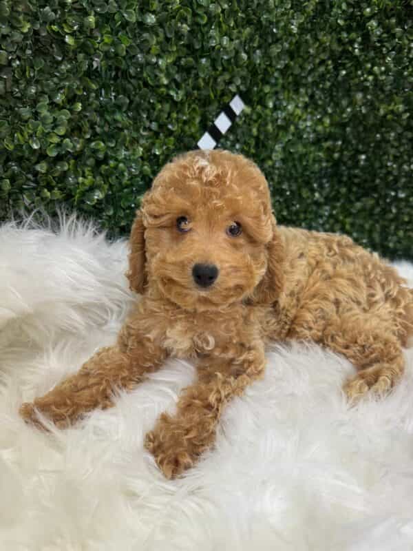 Mini Poodle Female - Image 5