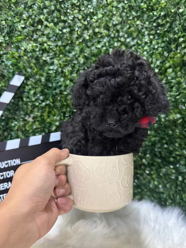 Toy Poodle Black