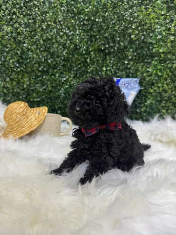 Toy Poodle Black - Image 8