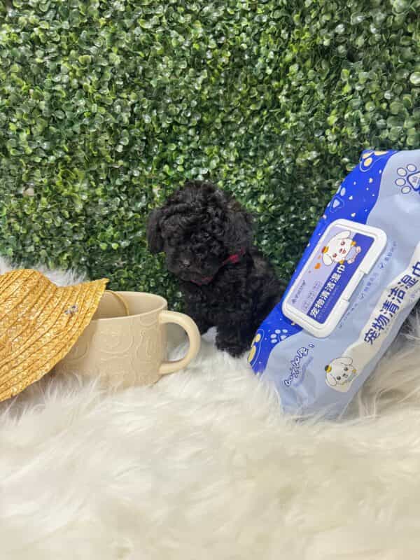 Toy Poodle Black - Image 3