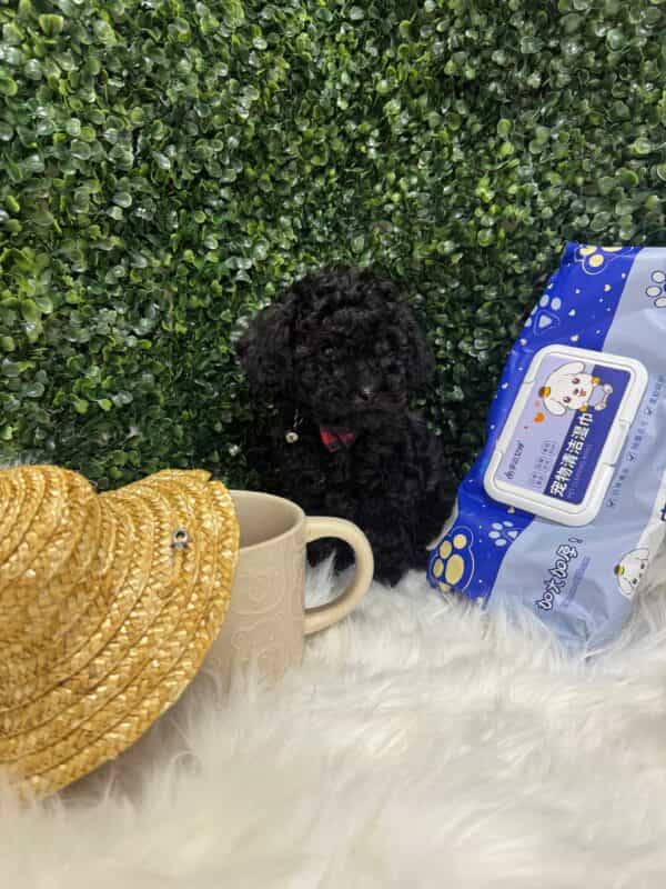 Toy Poodle Black - Image 4