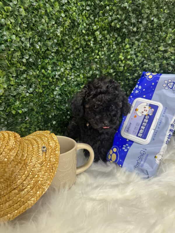 Toy Poodle Black - Image 5