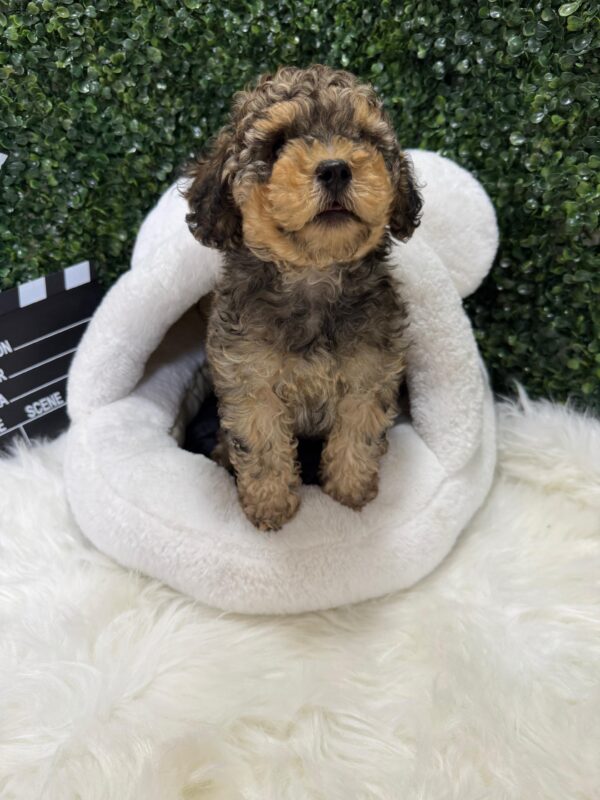 Toy Poodle Phantom Merle - Image 6