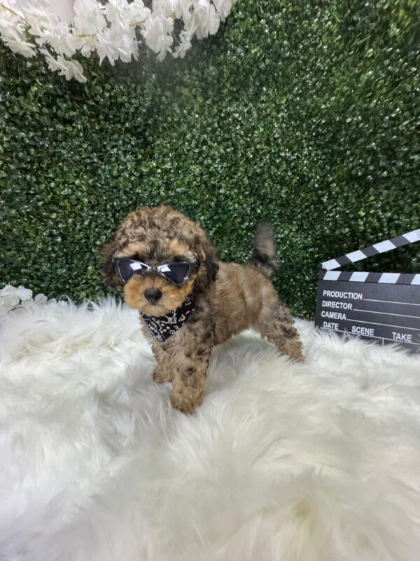 Toy Poodle Phantom Merle - Image 7