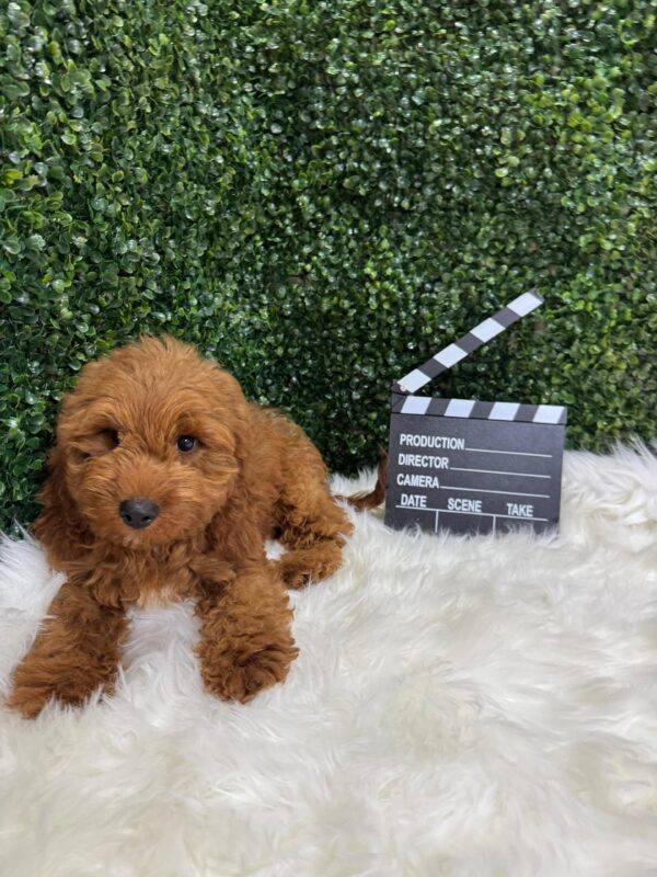 Cockapoo - Image 4