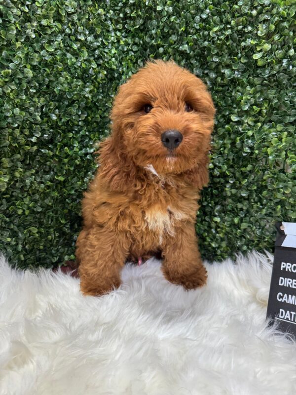 Cockapoo - Image 2