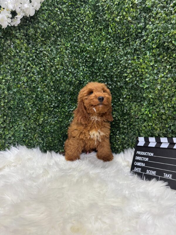 Cockapoo - Image 6