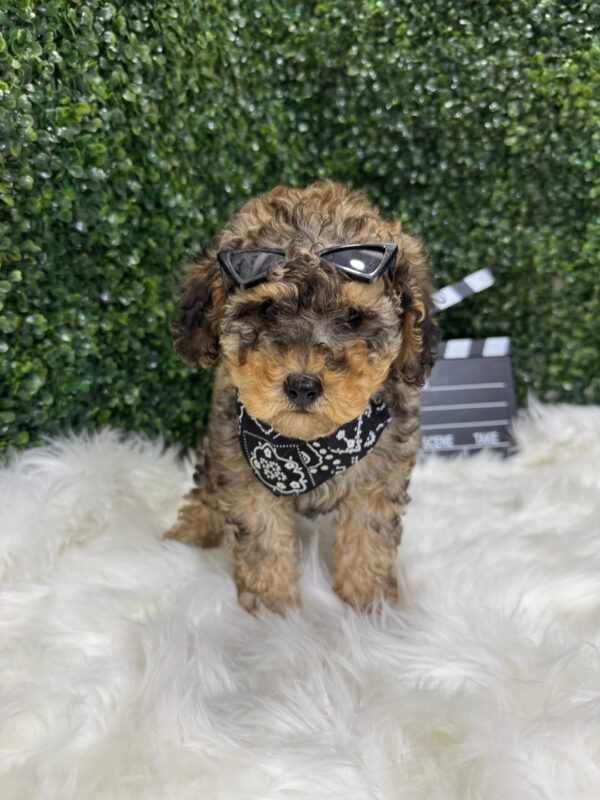 Toy Poodle Phantom Merle - Image 11