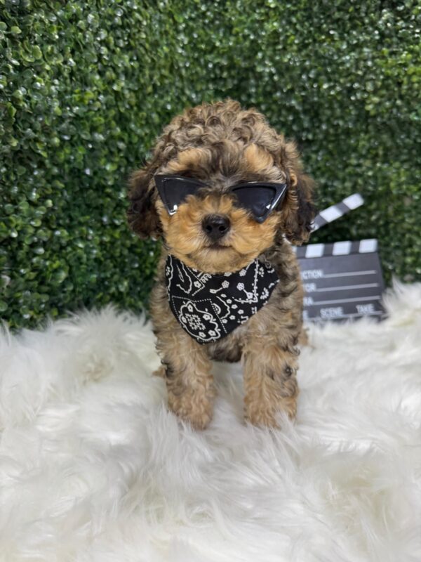 Toy Poodle Phantom Merle - Image 16