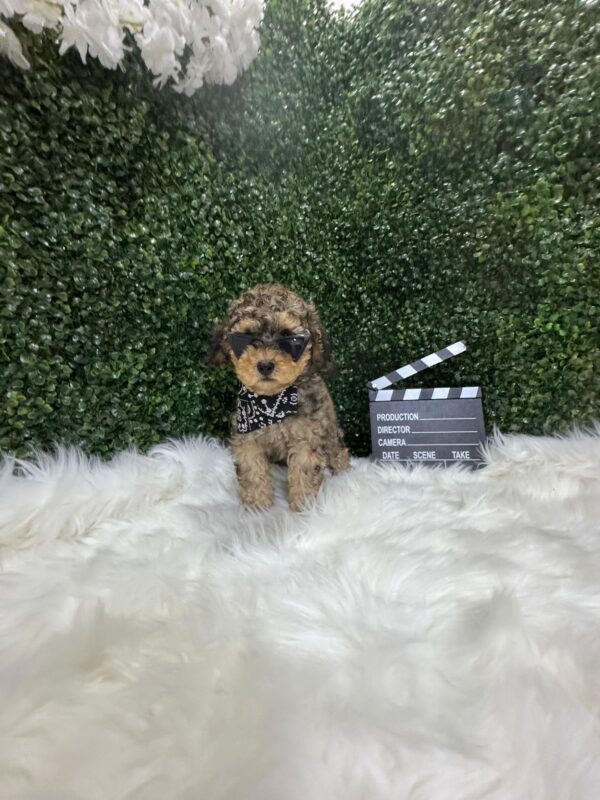 Toy Poodle Phantom Merle - Image 17