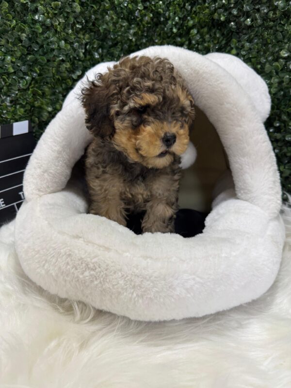 Toy Poodle Phantom Merle - Image 18