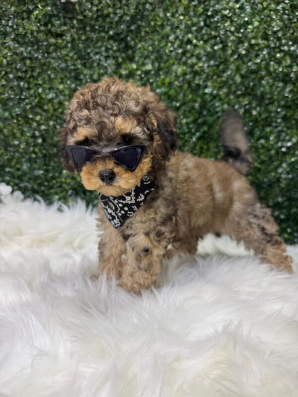 Toy Poodle Phantom Merle - Image 19