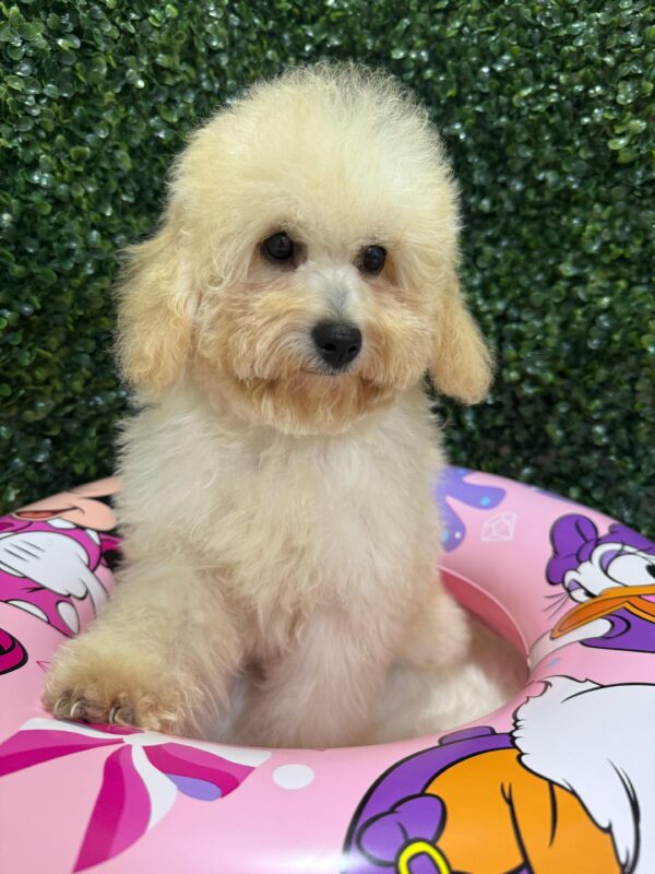Mini Poodle White Female - Image 2
