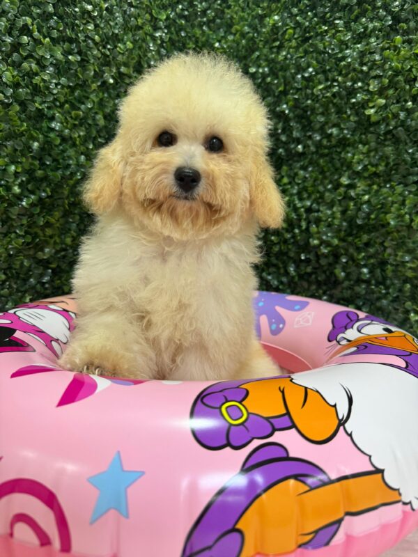 Mini Poodle White Female - Image 4