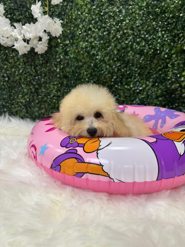 Mini Poodle White Female - Image 6