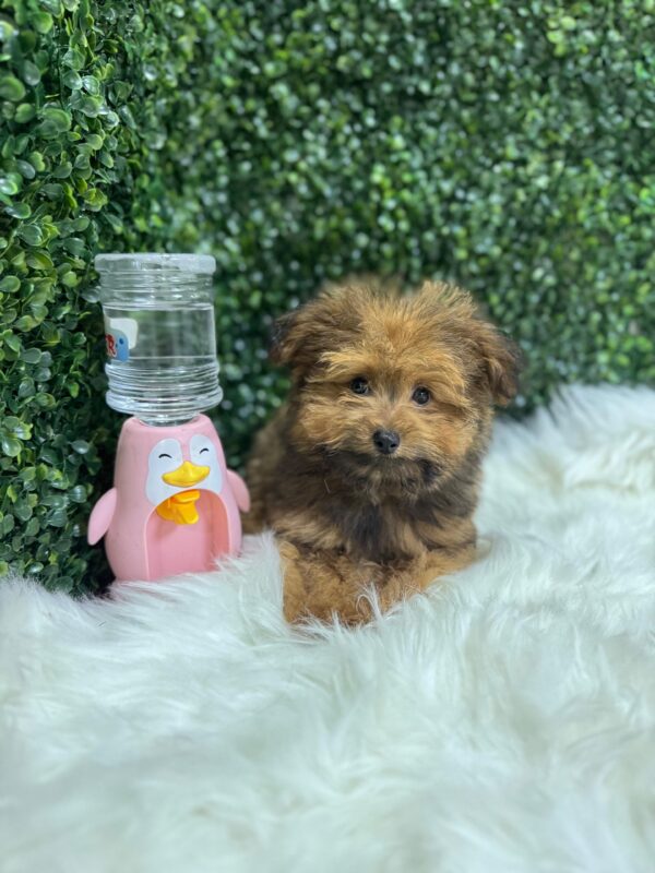 Pomapoo Male & Female - Image 8