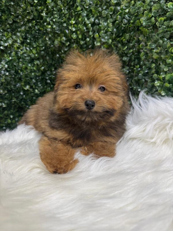 Pomapoo Male & Female - Image 2