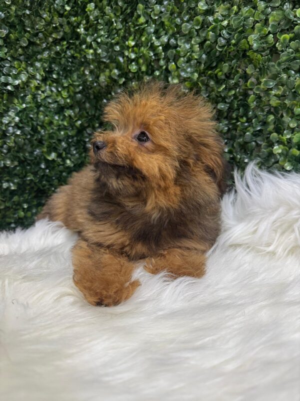 Pomapoo Male & Female - Image 10