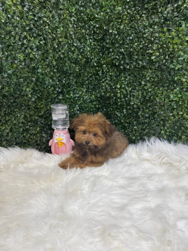 Pomapoo Male & Female - Image 11