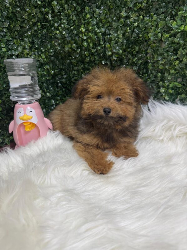 Pomapoo Male & Female - Image 12