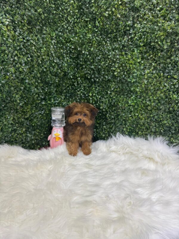 Pomapoo Male & Female - Image 13