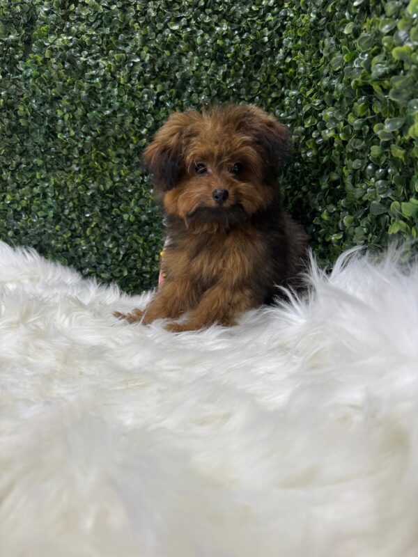 Pomapoo Male & Female - Image 14
