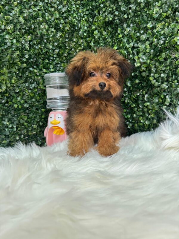 Pomapoo Male & Female - Image 15
