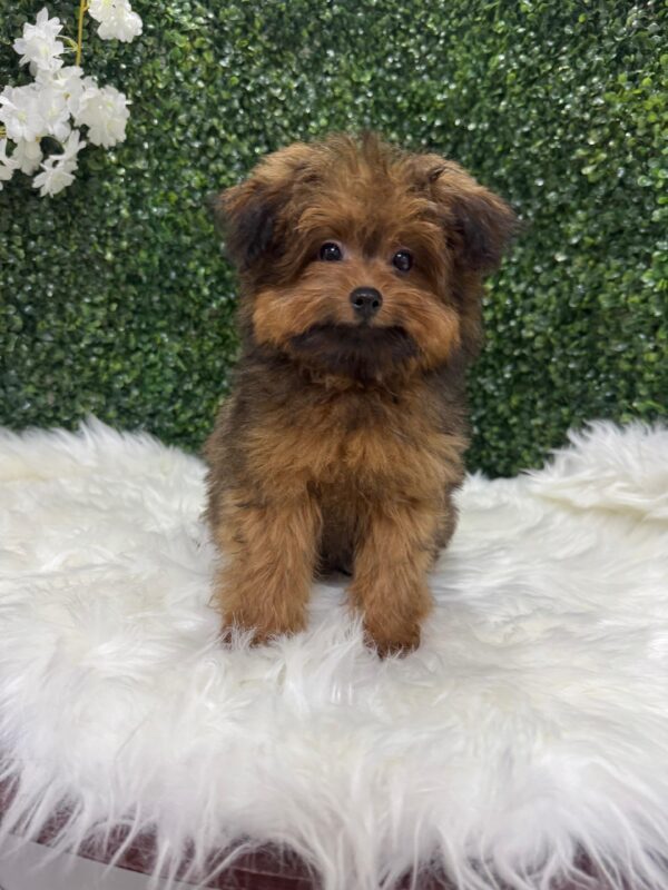 Pomapoo Male & Female - Image 9