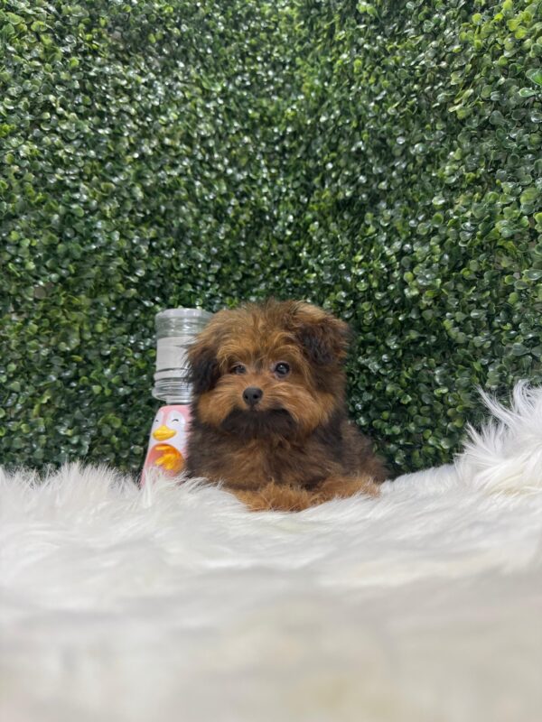 Pomapoo Male & Female - Image 17