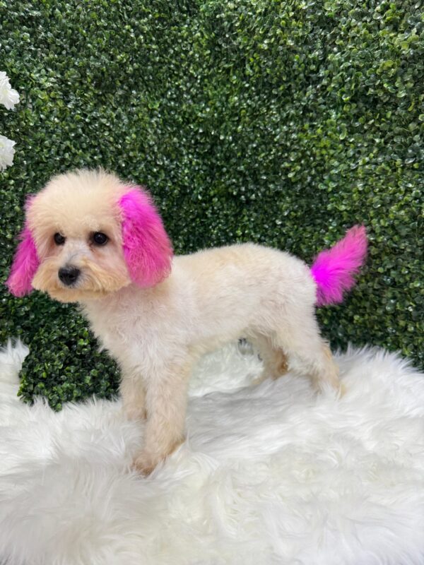 Mini Poodle White Female