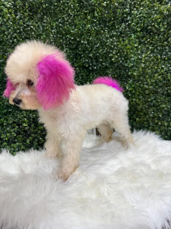 Mini Poodle White Female - Image 8