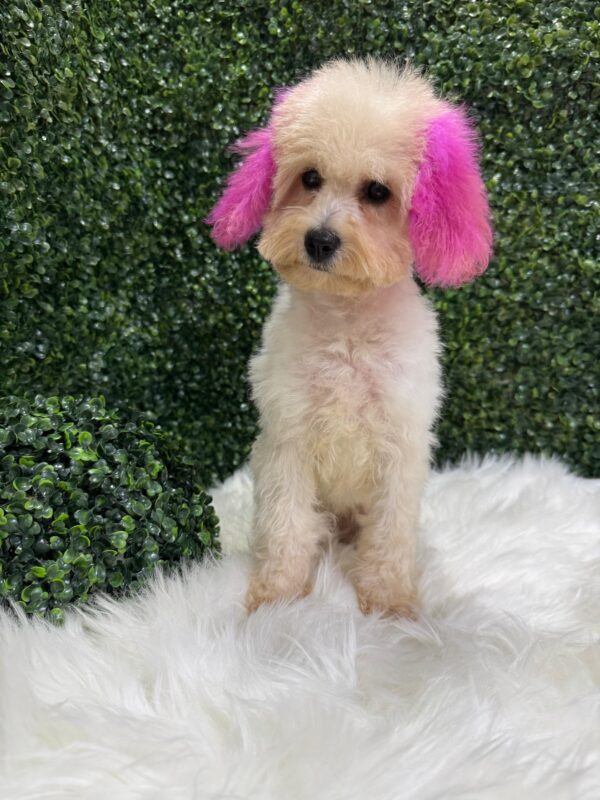 Mini Poodle White Female - Image 9