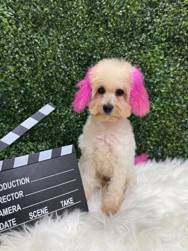 Mini Poodle White Female - Image 10