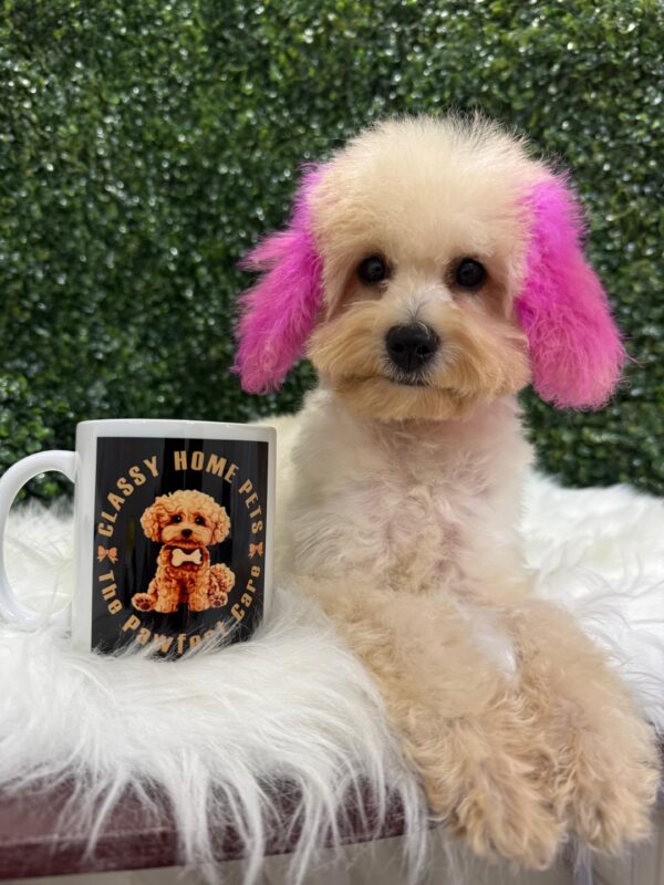 Mini Poodle White Female - Image 11