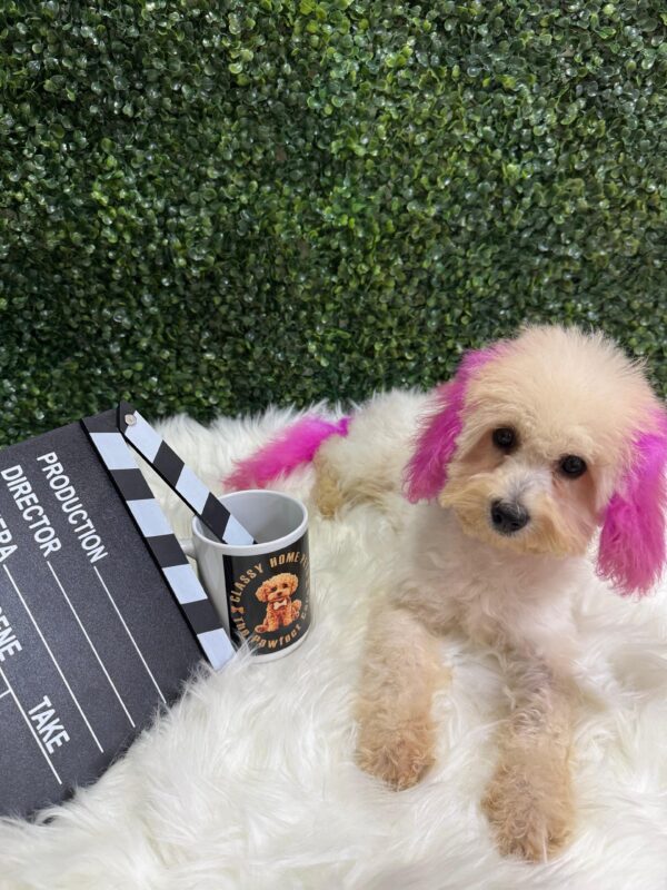 Mini Poodle White Female - Image 12