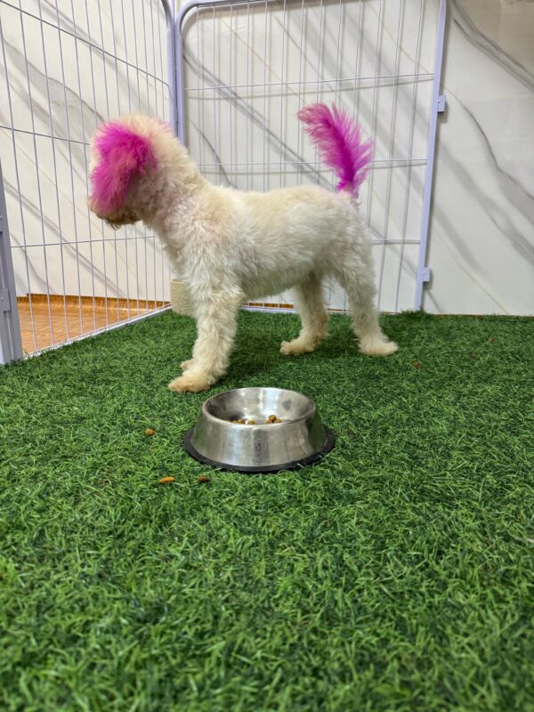Mini Poodle White Female - Image 13