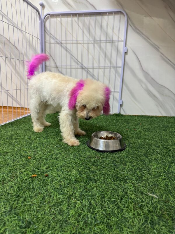 Mini Poodle White Female - Image 14