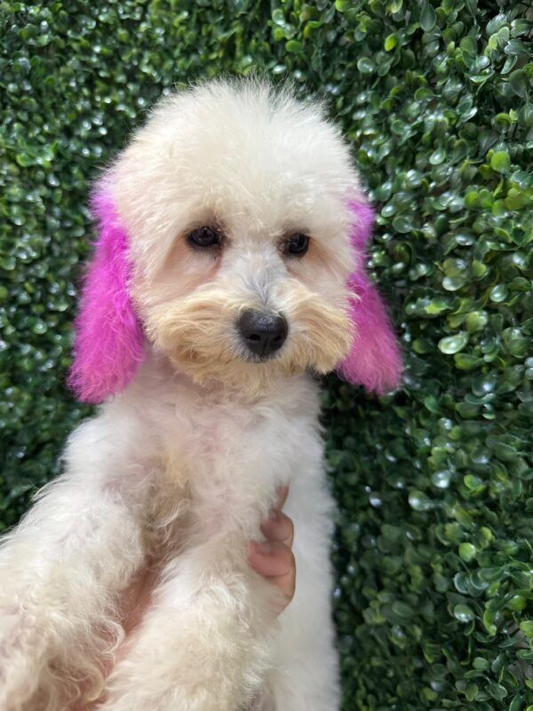 Mini Poodle White Female - Image 15